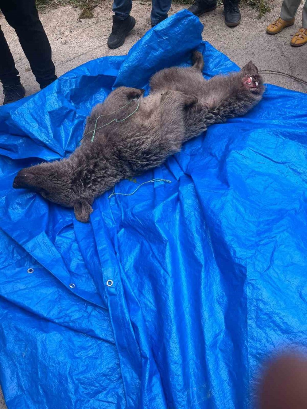 Trabzon Çaykara'da Dere Yatağında Mahsur Kalan Yavru Boz Ayı Vatandaşlar ve Ekiplerin Yardımıyla Kurtarıldı