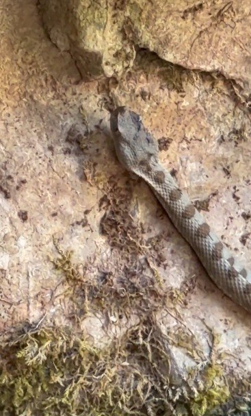 Kastamonu’da Boynuzlu Engerek Yılanı Görüldü