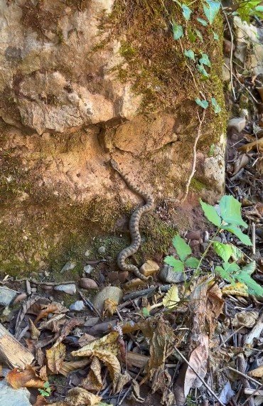 Kastamonu’da Boynuzlu Engerek Yılanı Görüldü