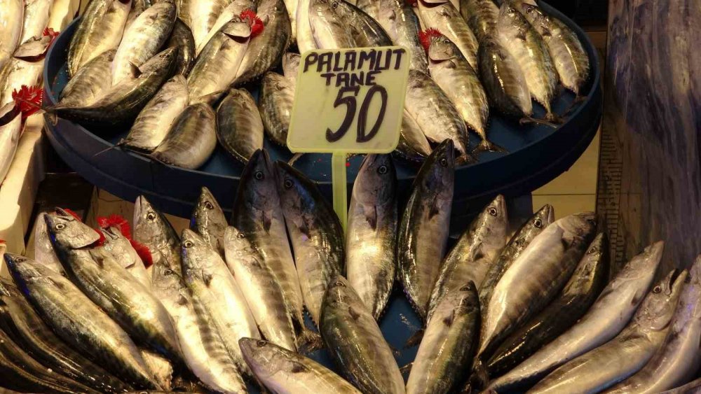 Son Yılların En Bereketli Palamut Sezonu