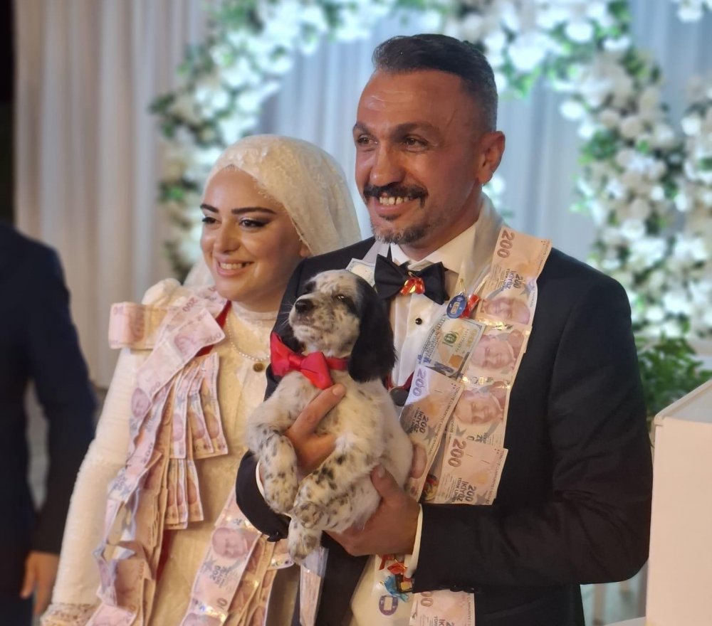 Trabzon’daki düğünde şaşırtan takı: Damada altın yerine av köpeği yavrusu