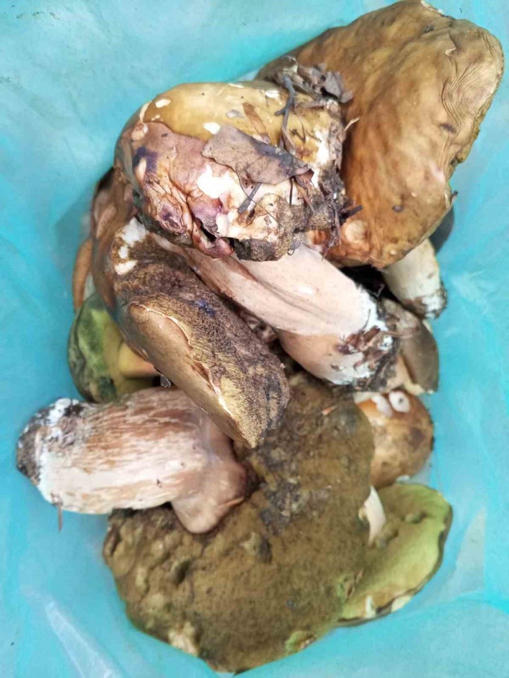 Sinop’ta Yağışlar Mantar Bereketini Artırdı