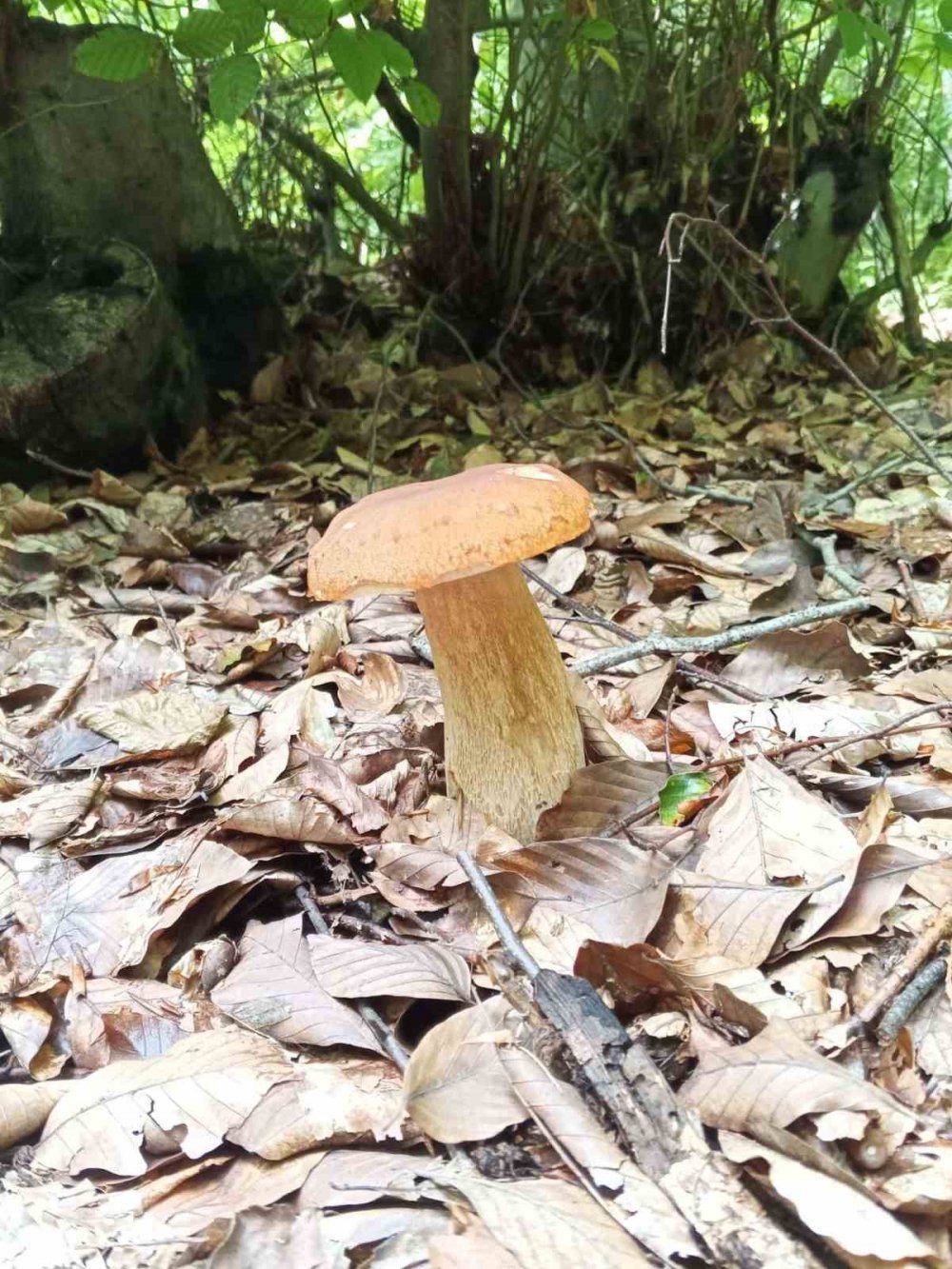 Sinop’ta Yağışlar Mantar Bereketini Artırdı