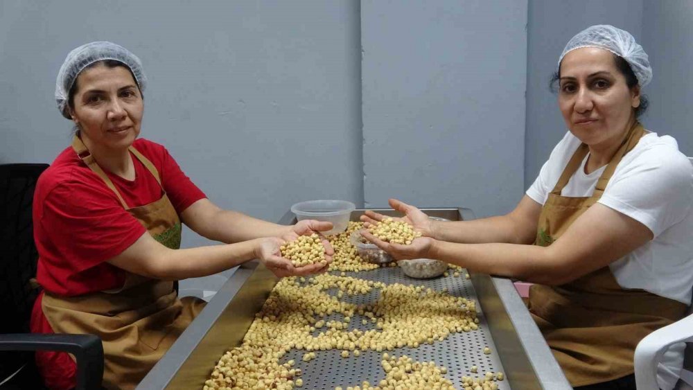 Gurbetçiler Fındığını Emanete Bırakmak Yerine Mamule Dönüştürüyor