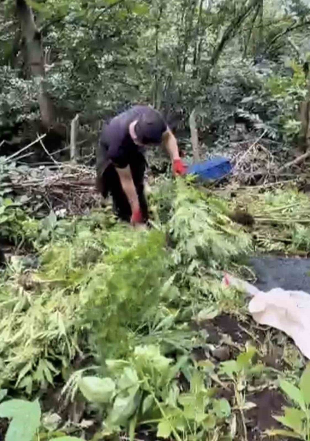 Jandarma Tarlada Ekili 756 Kök Kenevir Ele Geçirdi