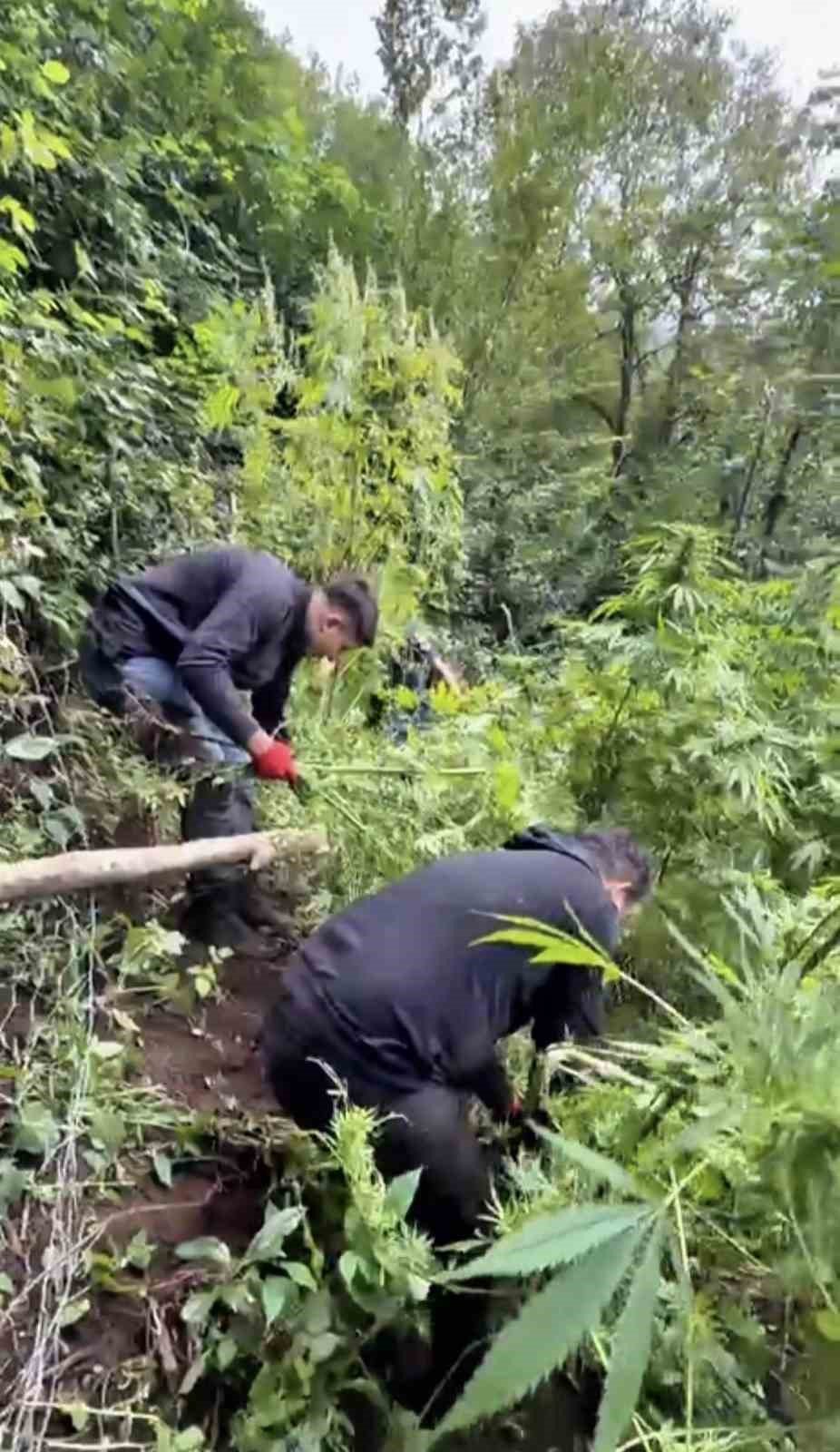 Jandarma Tarlada Ekili 756 Kök Kenevir Ele Geçirdi
