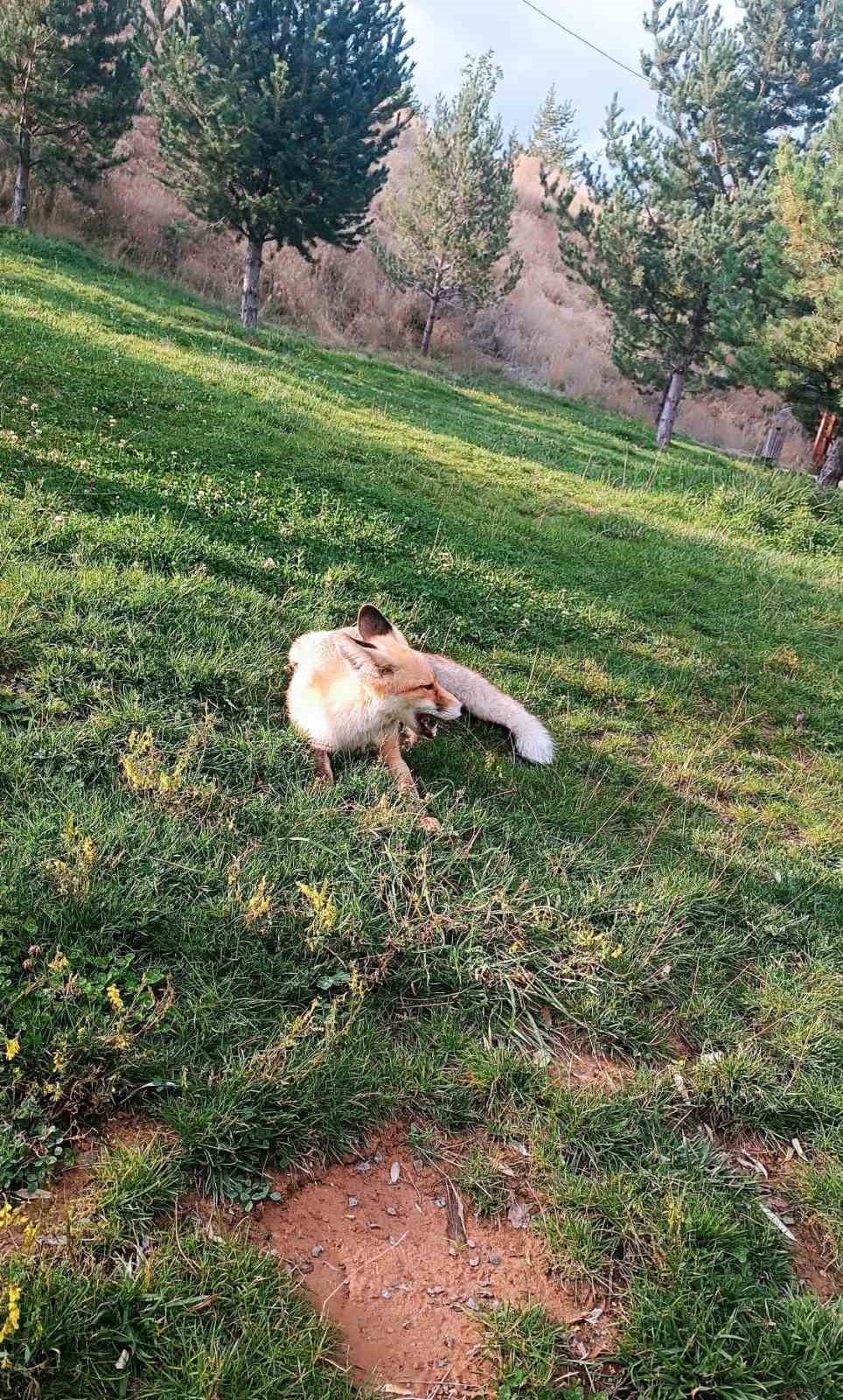 Bayburt’ta Hazıra Alışan Tilki Karnını Piknik Sofralarında Doyuruyor