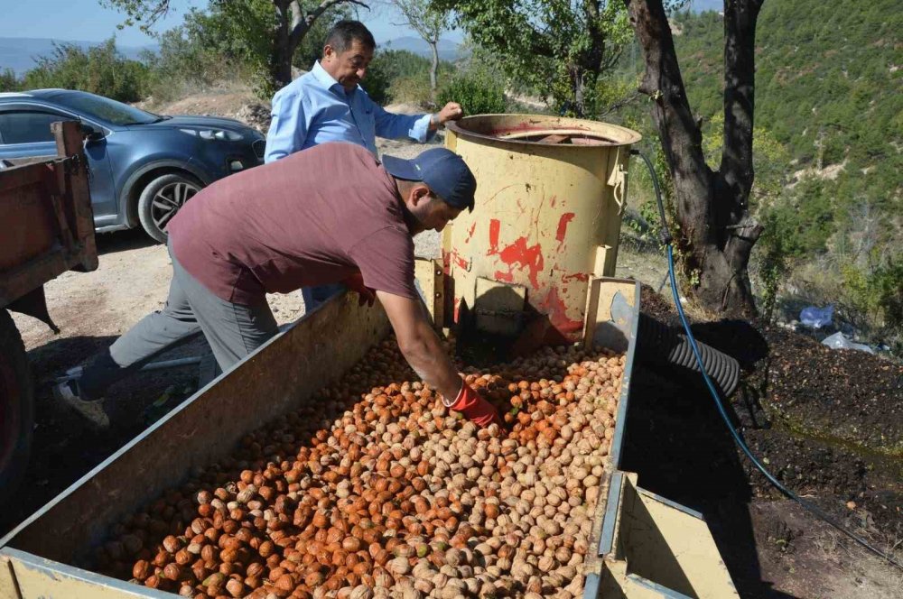 Tokat’ın ’beyaz Altını’nda Hasat Başladı