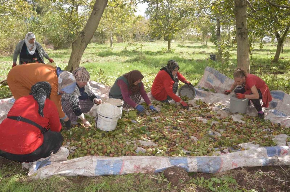 Tokat’ın ’beyaz Altını’nda Hasat Başladı