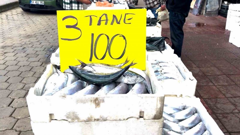 Rize’de Palamut Bereketi: 3 Tanesi 100 TL