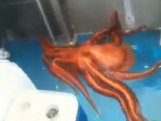 Ahtapot Tekneden Kaçışı