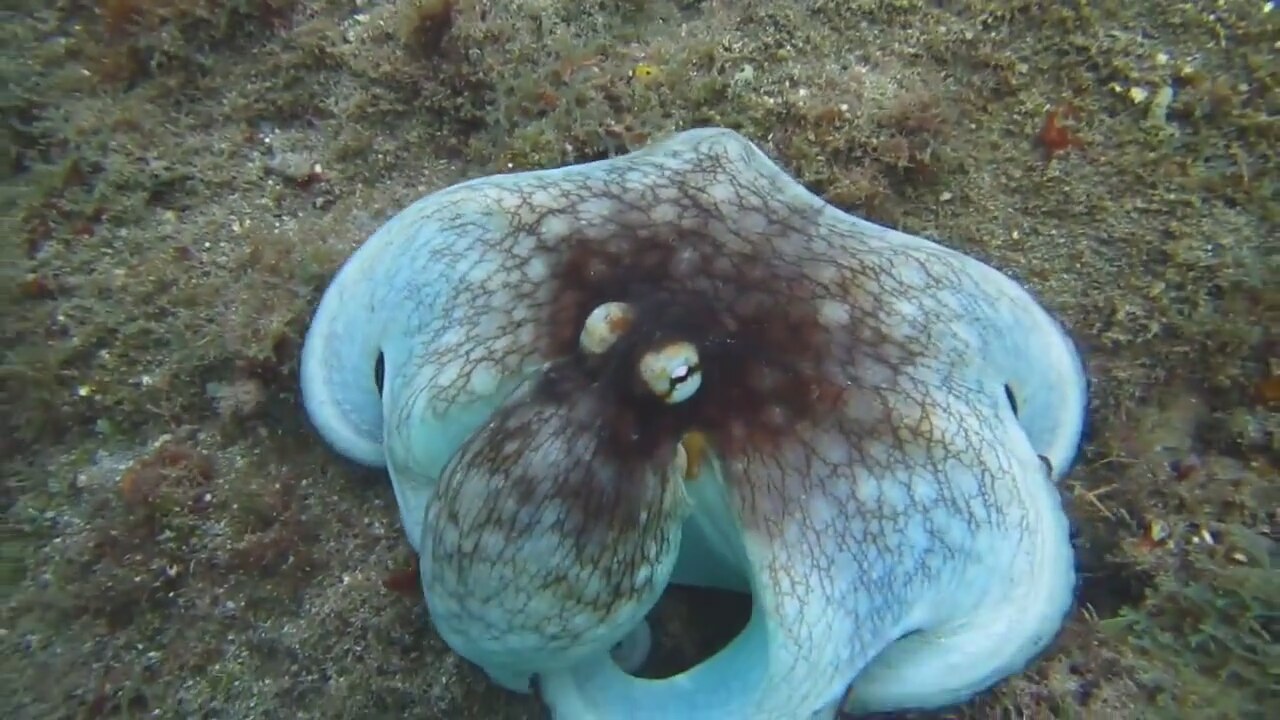 Ahtapotun Mükemmel Kamuflaj Yeteneği