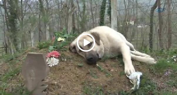 EN VEFALI DOST KÖPEK OLSA GEREK , İŞTE ÖRNEĞİ