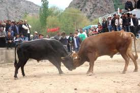 Yusufeli Taşkıran Köyü Sarıgöl Boğra Güreşleri