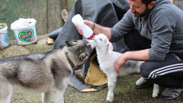 Yavru keÃ§i ile Sibirya Kurdu cinsi kÃ¶peÄin dostluÄu ile ilgili gÃ¶rsel sonucu